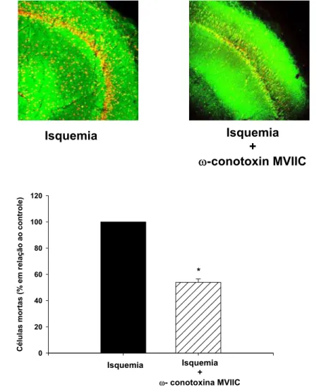 Figura 6: Efeito da  ω-conotoxina MVIIC no processo de isquemia cerebral.(A)  Imagens representativas das fatias de hipocampo após isquemia sem toxina e após  isquemia com toxina