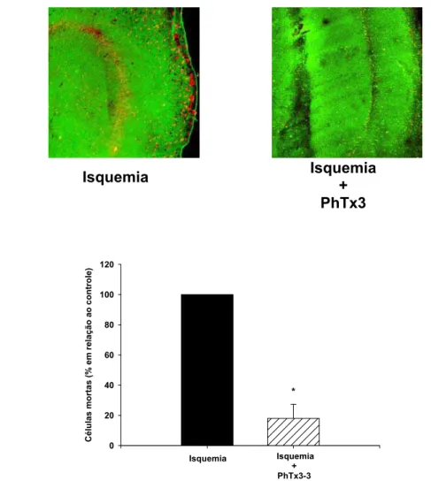 Figura 7: Efeito da fração PhTx3 no processo de isquemia cerebral.(A) Imagens  representativas das fatias de hipocampo após isquemia sem toxina e após  isquemia com toxina