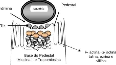 Figura 1 - Sinais de transdução do hospedeiro afetados pela infecção de E. coli   (Adaptado de Vallence e Finlay, 2000)