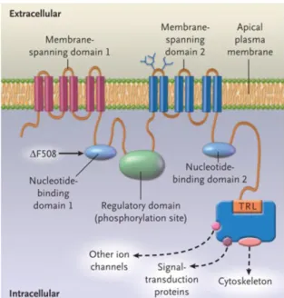 Figure 1.1 - Schematic representation of the structure of CFTR. Taken from Rowe (2005) 5 