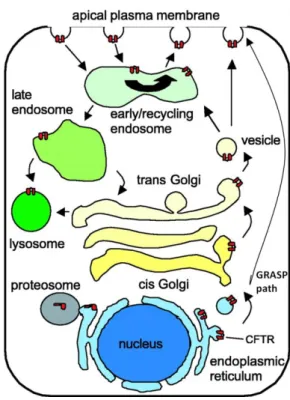 Figure 1.2 - Schematic representation of CFTR trafficking, starting at the endoplasmic reticulum