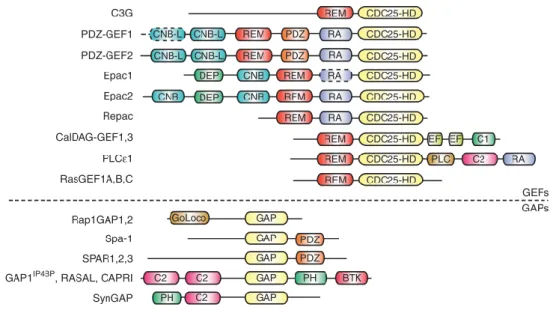 Figure  1.4  -  Schematic  representation  of  the  multi-domain  structure  of  RapGEFs  and  RapGAPs