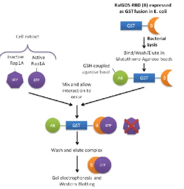 Figure 3.1 - Schematic representation of the Rap1A activity assay. 