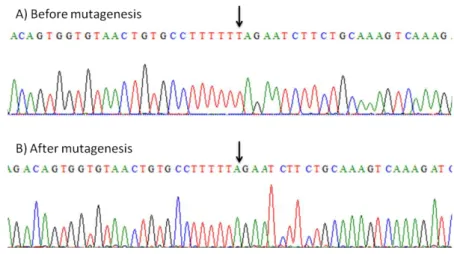 Figure 4.3 - Sequence of the original pCMV6-AC-Rap1A-GFP plasmid showing A) an insertion of a T  and B) removal of this T after the mutagenesis
