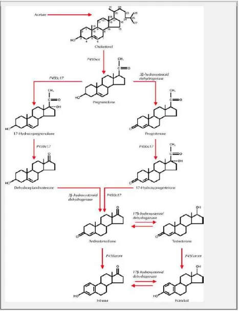 FIGURA 1 - Síntese dos hormônios esteroides a partir da molécula de colesterol 