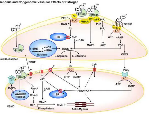 FIGURA 3 – Esquema ilustrativo dos mecanismos de ativação endotelial vascular  modulados pelos estrogênios 
