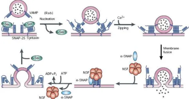 Figura 2: Modelo molecular da exocitose de vesículas sinápticas. A n-Sec1 