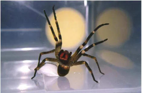 Figura 4: aranha  Phoneutria nigriventer 