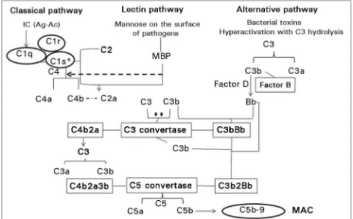Figure 2. Complement system activation pathways. IC: Immune  complexes (antigen-antibody); MBP: Mannose-binding protein; C3bi: C3b  inactivated; MCP: Membrane cofactor protein; TM: Thrombomodulin; 