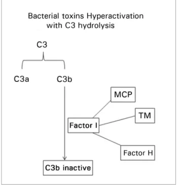 Figure 3. Regulatory mechanism for the activation of the alternative  complement pathway