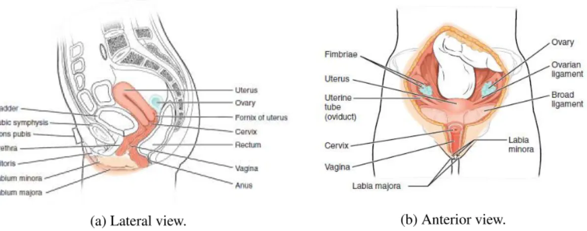 Figure 2.1: Lateral and anterior views of human female reproductive system. Adapted from [9].
