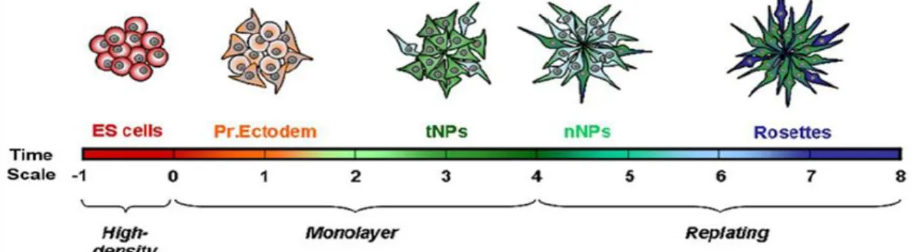 Figure  4:  Schematic  representation  of  the  successive  competence  states  acquired  along  the  monolayer  neural differentiation protocol