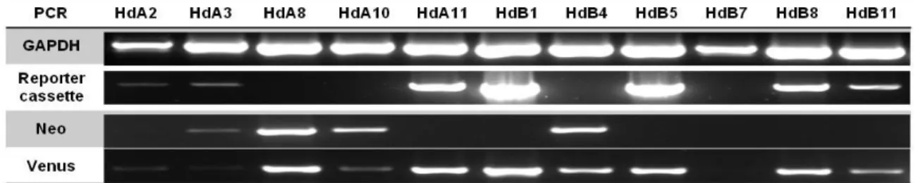 Figure  10:  Screening  PCRs.  The  clones  HdA2,  HdA11,  HdB1,  HdB5,  HdB8  and  HdB11  fully  respected  the  PCR  selection criteria for Neomycin selection cassette removal: (i) amplification of a DNA fragment with the correct size of  the reporter ca