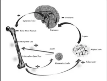 Figure 1. Endocrine link between bone and energy and glucose  metabolism. Insulin stimulates the secretion of undercarboxylated  osteocalcin, which improves insulin secretion and adiponectin  production by fat cells