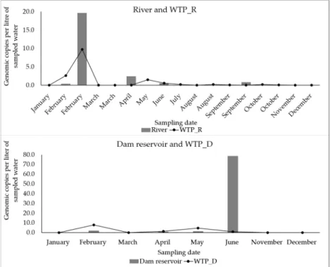 Figure 3. Variation  in  the  NoV  II  RNA concentration  throughout  the  2019  sampling  campaign,  in  River and  WTP_R (n = 34) (first graph) and in Dam reservoir and WTP_D (n = 20) (second graph). Each concentration value,  in gc/L, is the average of 