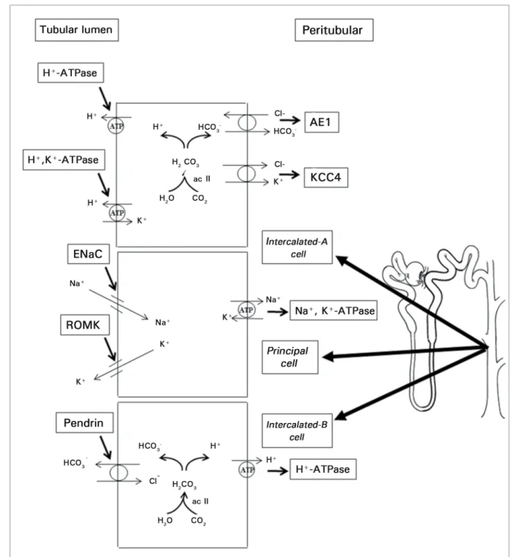 Figure 4. Representation of three types of collecting duct cells: intercalated-A, principal, and intercalated-B cells