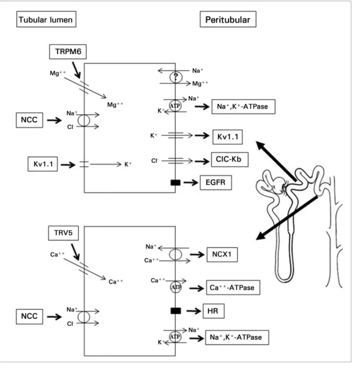 Figure 3. Cells of the distal convoluted tubule showing the NaCl cotransporter (NCC) in the luminal membrane, activated after the expression of  Na + -K + -ATPase in the basement membrane