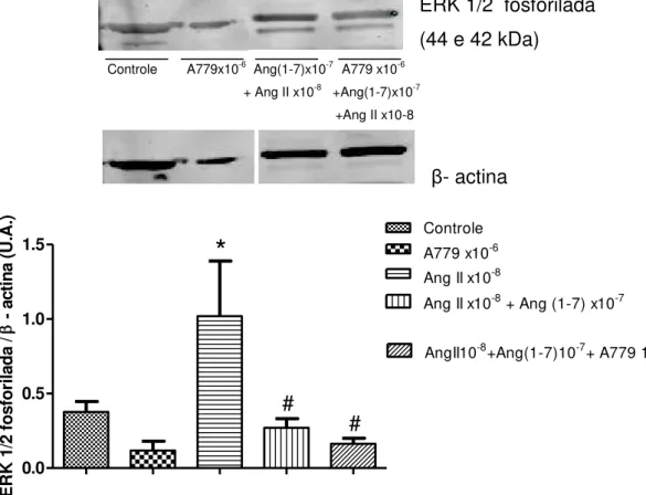 Figura 15 - Efeito da Ang (1-7) na ativação da ERK 1/2 estimulada pela Ang II em células- células-tronco  mesenquimais