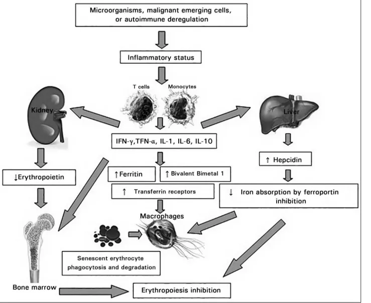 Figure 1. Pathophysiological mechanism in Chronic Disease Anemia. INF- γ : interferon- γ ; TNF- α : tumor necrosis factor- α ; IL: interleukin.