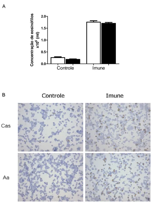 Figura 9: Eosinófilos da medula óssea. 