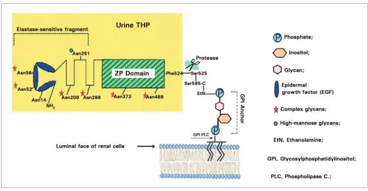 Figure 1. Structural model for urine uromodulin (yellow area) and GPI anchor (Source: Serafini-Cessi et al., 2003).