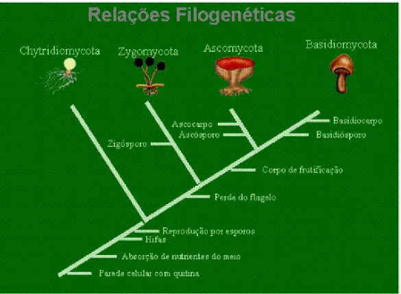 Figura 1 - Árvore filogenética com descrição e posição sistemática actual dos quatro filos do reino  Fungi (http://www.geocites.com)