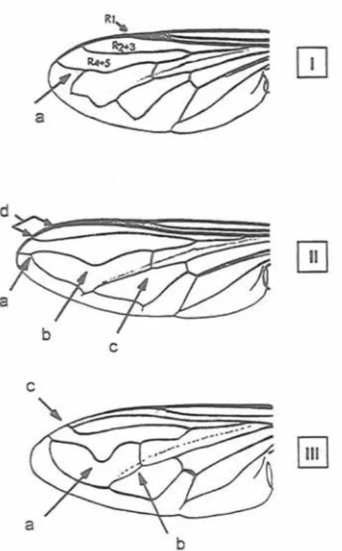 Fig. 1. Syrphid wing diagrams showing term (lettering)  used in the key. 