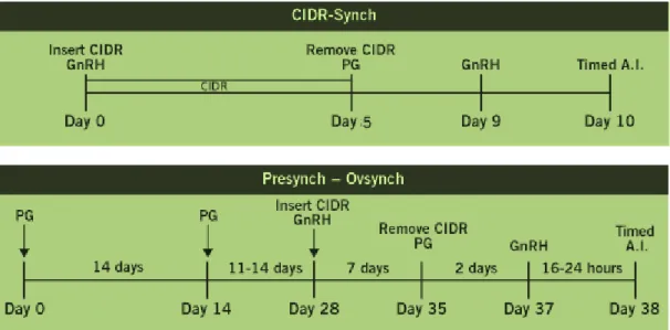 Figura 2: Protocolos de sincronização CIDR®-CoSynch e PreSynch-OvSynch + CIDR®. 