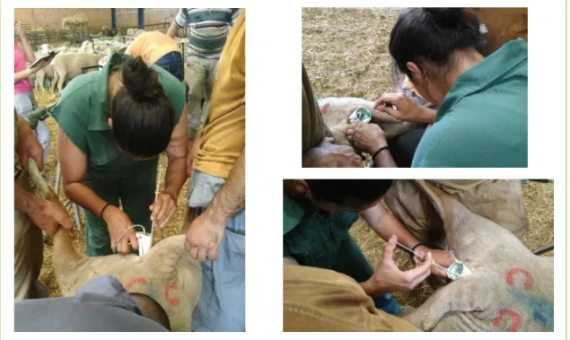 Figura 7: Técnica de inseminação artificial em ovelhas. 