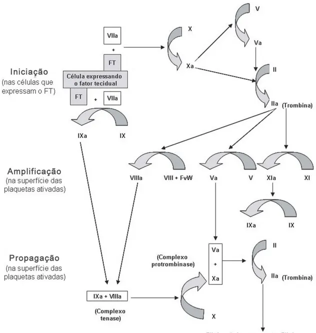 Figura 4  –  Representação do modelo da coagulação baseado em superfícies celulares.  (HOFFMAN, 2003 e revisado por FERREIRA et al., 2010)