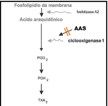 Figura 6  –  Inibição da formação do tromboxano A 2  (TXA 2 ) pelo AAS. 