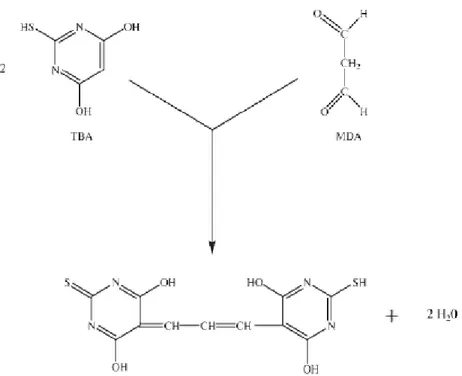 Figura 8  –  Representação da reação da molécula de ácido tiobarbitúrico (TBA) com o  malondialdéido (MDA)