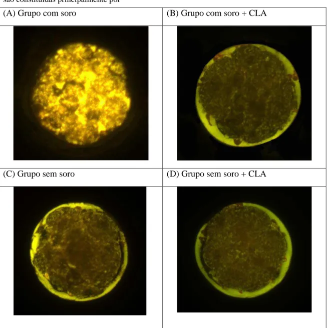 Figura 3: Imagem de embriões bovinos produzidos in vitro e corados com Nile Red, no quinto  dia  de  cultivo