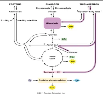 Figura  II:  Esquema  do  ciclo  dos  ácidos  tricarboxílicos  (TCA)  e  interação com a gliconeogénese
