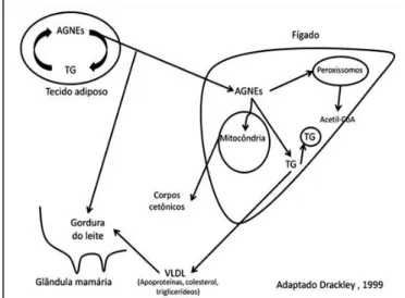 Figura  III:  Esquema  representativo  da  mobilização  e  metabolismo dos AGNE. Adaptado Drackley, 1999 