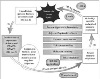 Figure 1. Schematic overview of the mechanisms linking initial  exposure to an etiologic agent in a genetically susceptible individual to  an autoimmune response and glomerular tissue injury