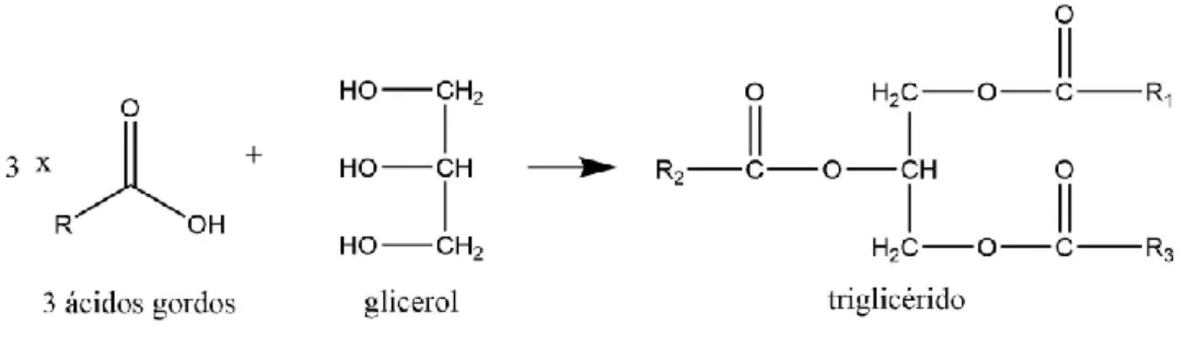 Figura 1. Biossíntese do triglicérido, onde R representa a cadeia alifática do ácido gordo