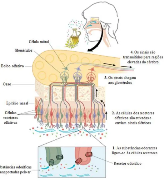 Figura 8. Esquema do sistema olfativo, adaptado [69]. 
