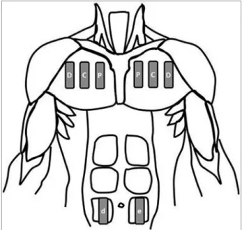 Figure 1. Probe positioning to collect the thickness of the pectoralis  major and rectus abdominis.