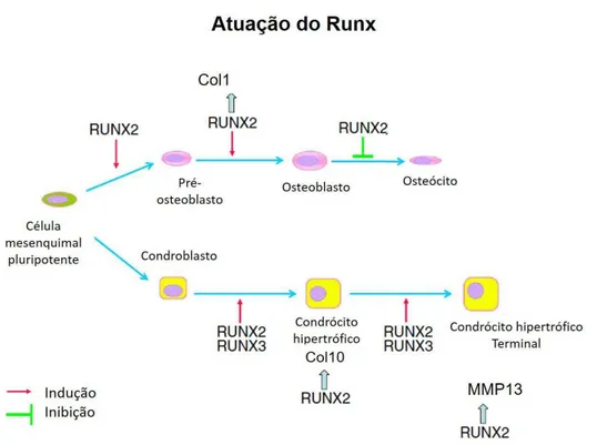 Figura 4. Atuação do Runx durante a diferenciação osteogênica e condrogênica. Modificado de Komori et 