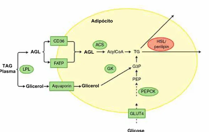 Figura 2. Principais vias metabólicas do tecido adiposo. CD36 e FATP: Transportadores de 