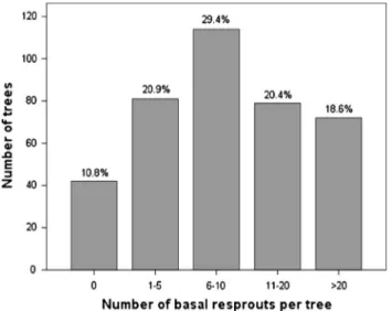 Fig. 5. Classes of height of the dominant basal resprout for 346 E. globulus trees with basal regeneration.