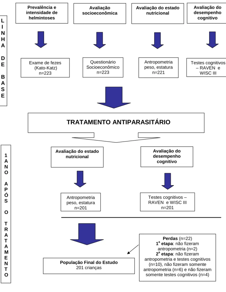 FIGURA 1 - Desenho do estudo. Exame de fezes  (Kato-Katz) n=223  Antropometria  peso, estatura n=221  Testes cognitivos – RAVEN  e WISC III Questionário Socioeconômico n=223 Antropometria peso, estatura n=201Testes cognitivos – RAVEN  e WISC III 