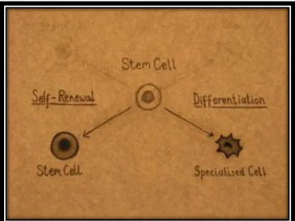 Figura 1 - Diferenciação de uma célula estaminal (do inglês stem cell).  