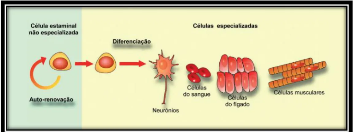 Figura 2 - Propriedades das células estaminais. 
