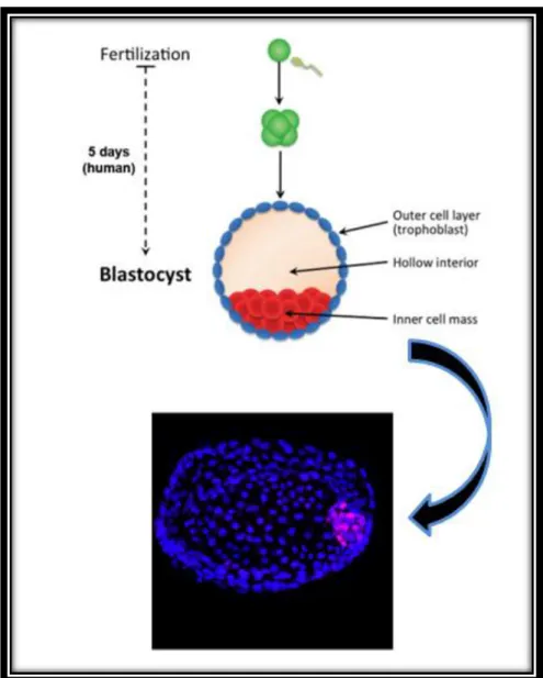 Figura 5 - Desenvolvimento do blastocisto - massa celular interna (do inglês, inner cell mass)