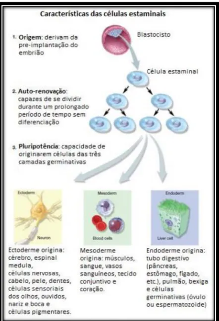 Figura 6 - Características das células estaminais embrionárias. 