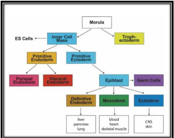 Figura 7 - Esquema do desenvolvimento precoce do ratinho que descreve a relação entre as populações das  células estaminais para os folhetos germinativos