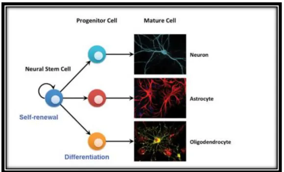 Figura 9 - Diferenciação de uma célula estaminal adulta - célula estaminal neural.  