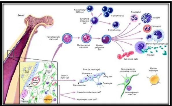 Figura 10 – Exemplos de vias de diferenciação de células estaminais adultas que foram demonstradas in  vitro e in vivo